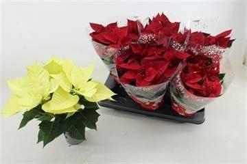 <h4>POINSETTIA MIX P13</h4>