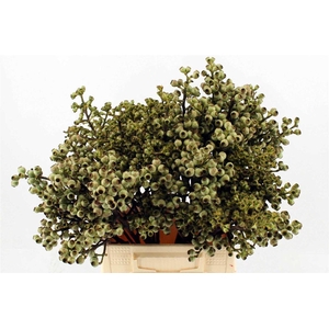 Euca Torriliana 40 Cm P Stuk