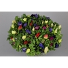 Anemone Mistral Plus Rainbow Mix