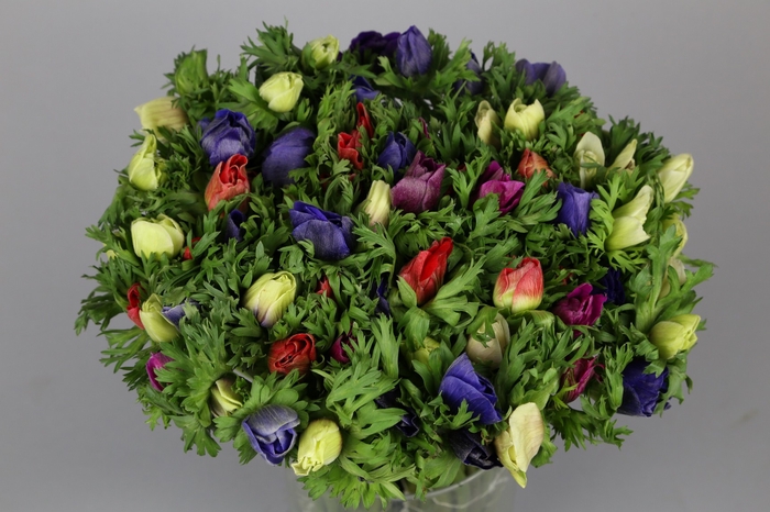 Anemone Mistral Plus Rainbow Mix