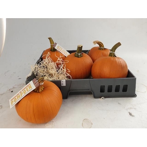 CUCURBITA