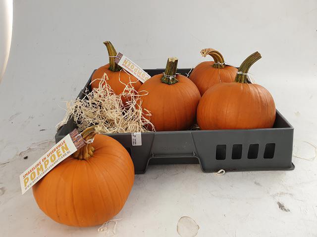 CUCURBITA
