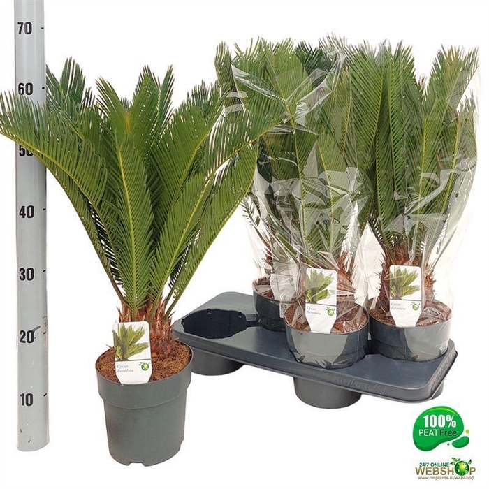 <h4>CYCAS REVOLUTA</h4>
