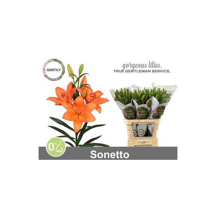 <h4>Li La Sonetto</h4>