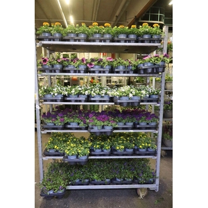arr8 Perkpl Mixk 6srt 1soort Per Tray