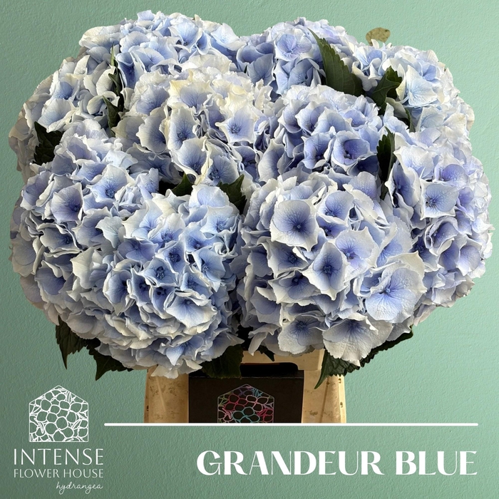 <h4>HYDR M ROY GRANDEU B</h4>