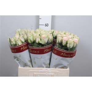 R Gr Pink Athena