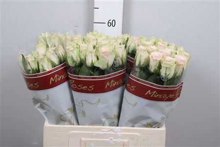 <h4>R Gr Pink Athena</h4>