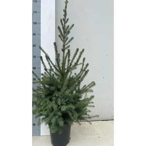 PICEA OMORIKA