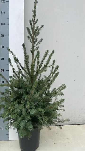 <h4>PICEA OMORIKA</h4>