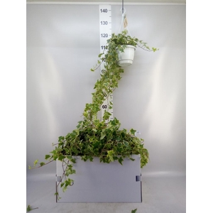 Hedera helix 'Goldchild'
