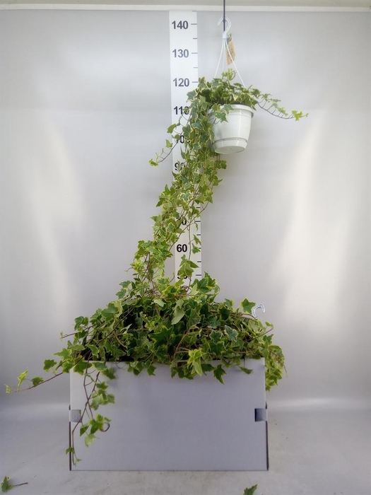 <h4>Hedera helix 'Goldchild'</h4>