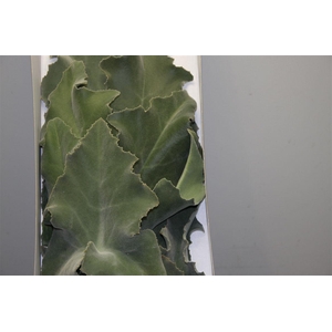 Araucaria Zak 500 Gr