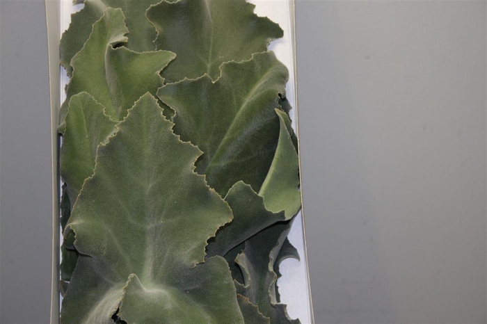 <h4>Araucaria Zak 500 Gr</h4>