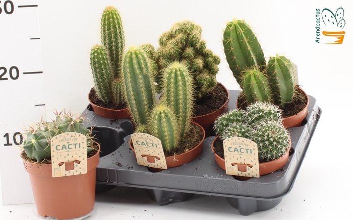 <h4>CACTUS GEM</h4>