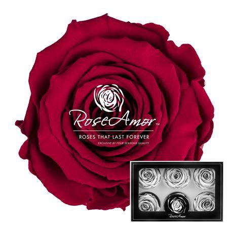 <h4>Lplus Pin02</h4>