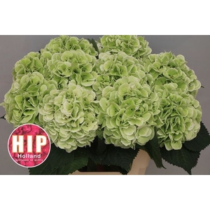 Hydrangea schneeball classic
