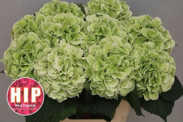 <h4>Hydrangea schneeball classic</h4>