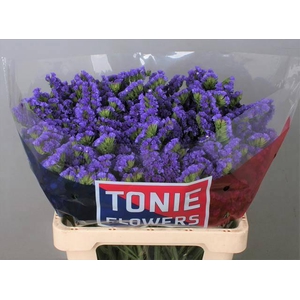 LIM S CRYST DARK BLU