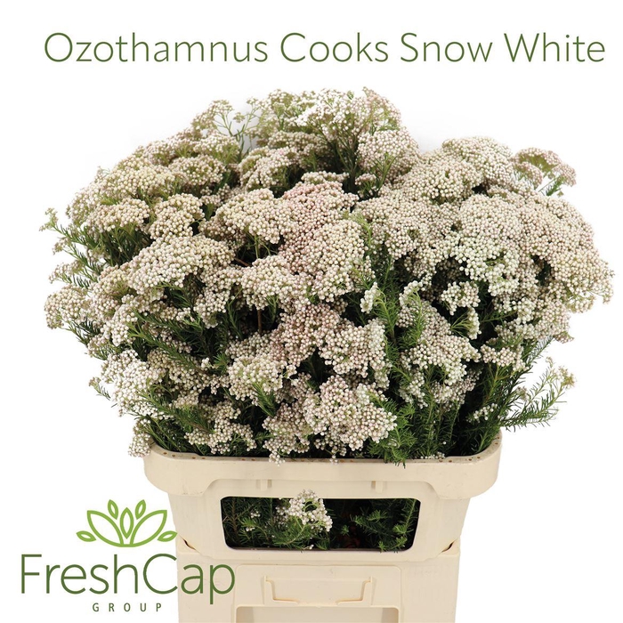 <h4>Ozothamnus Cooks Snow White</h4>