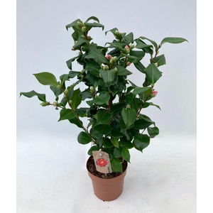 Camellia japonica Dr King