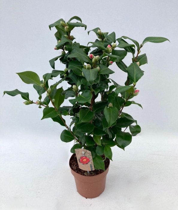 <h4>Camellia japonica Dr King</h4>