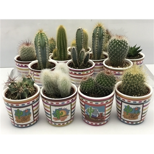 425 Mexicopot cactus 6,5 cm