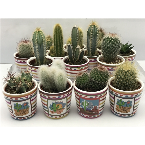 <h4>425 Mexicopot cactus 6,5 cm</h4>