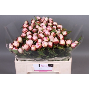 Paeonia Gardenia