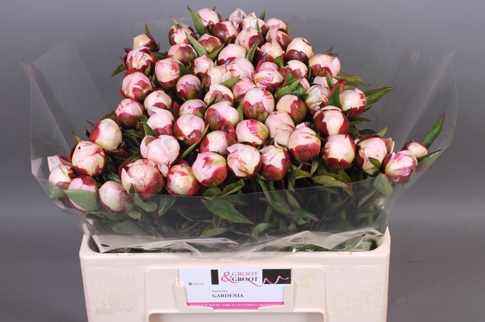 <h4>Paeonia Gardenia</h4>