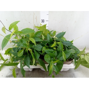 Ficus sagittata
