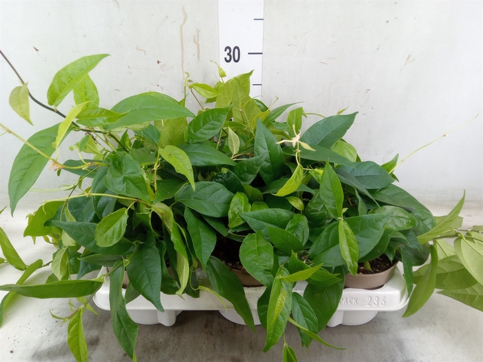 <h4>Ficus sagittata</h4>