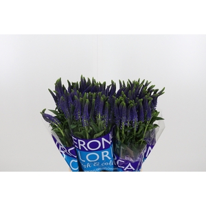 Veron Smart Navy