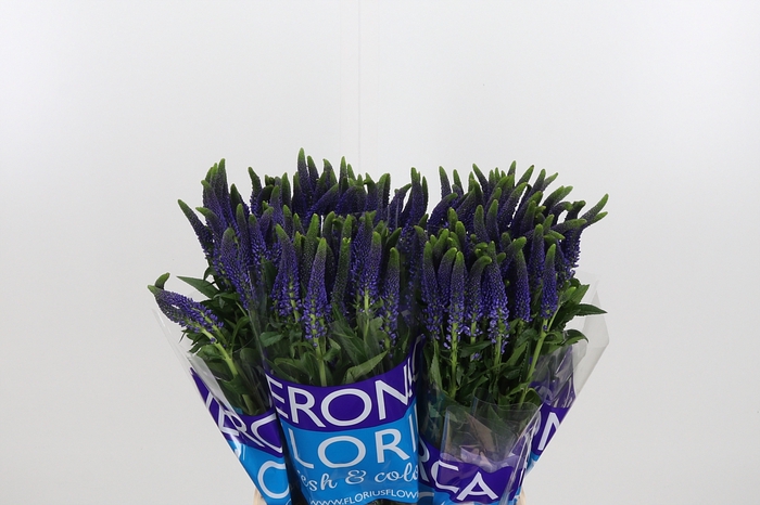 <h4>Veron Smart Navy</h4>