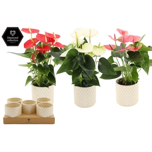 Anthurium 12 cm 3 color mix in Diamond Pearl Travertine ceramics