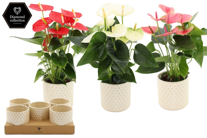 <h4>Anthurium 12 cm 3 color mix in Diamond Pearl Travertine ceramics</h4>