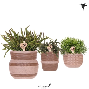 Kolibri Greens Rhipsalis mix in Ethnic pot sand mix