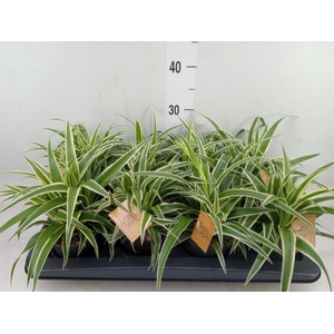 Chlorophytum com. 'Ocean'