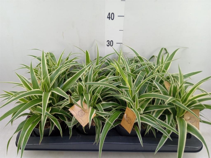 <h4>Chlorophytum com. 'Ocean'</h4>