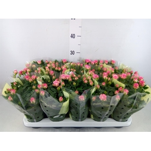 Rosa  'Carousel Kordana'