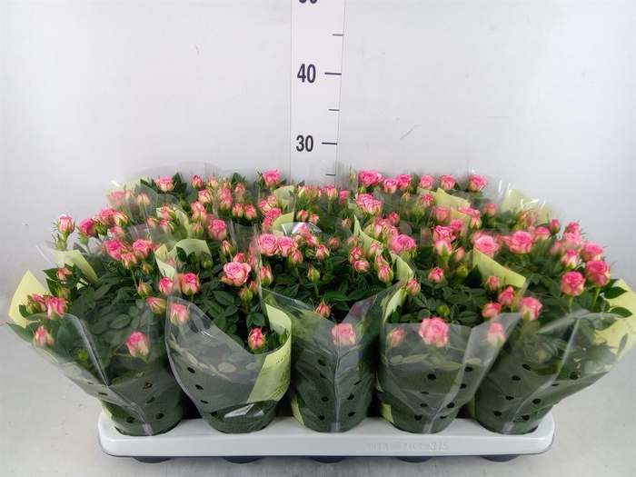 <h4>Rosa  'Carousel Kordana'</h4>