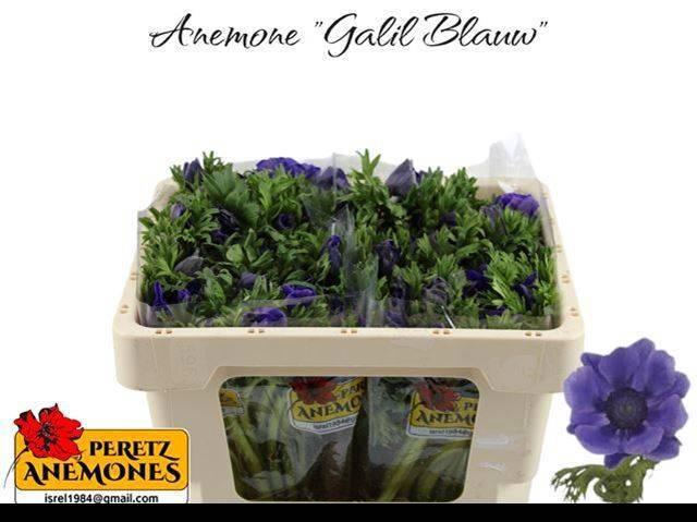 <h4>ANEM CO GALIL BLAUW</h4>