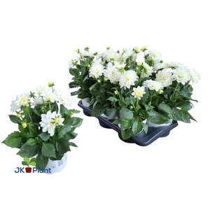 DAHL HYPNO WHITE