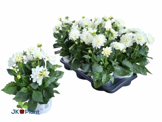 <h4>DAHL HYPNO WHITE</h4>