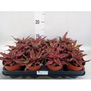 Cryptanthus bivittatus 'Red Star'