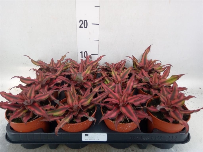 <h4>Cryptanthus bivittatus 'Red Star'</h4>