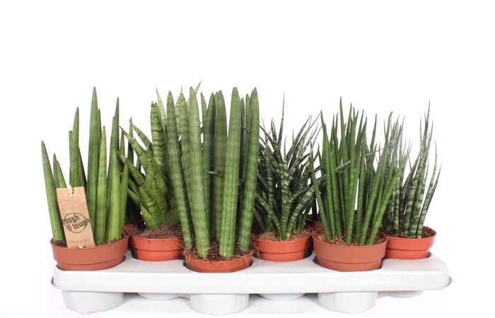Sansevieria Cylindrica