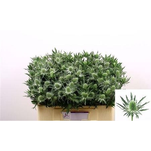 Eryngium Sirius Qstar 50cm X40