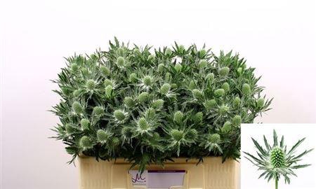 <h4>Eryngium Sirius Qstar 50cm X40</h4>