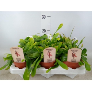 Rhipsalis   ...